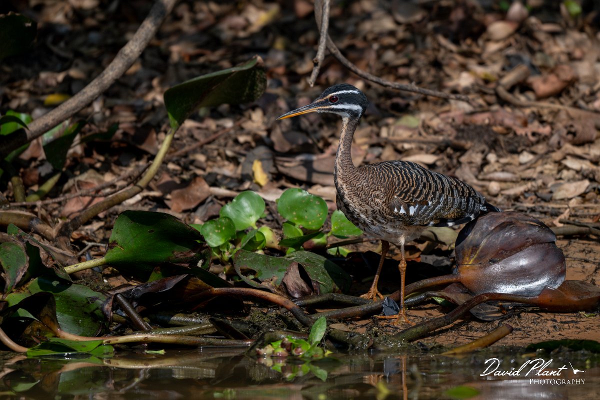 DPPhotography - Pantanal - Sunbittern - E.jpg - Sunbittern - Rio Sararé, Pantanal, Brazil