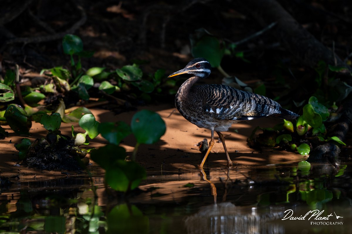 DPPhotography - Pantanal - Sunbittern - G.jpg - Sunbittern - Rio Sararé, Pantanal, Brazil