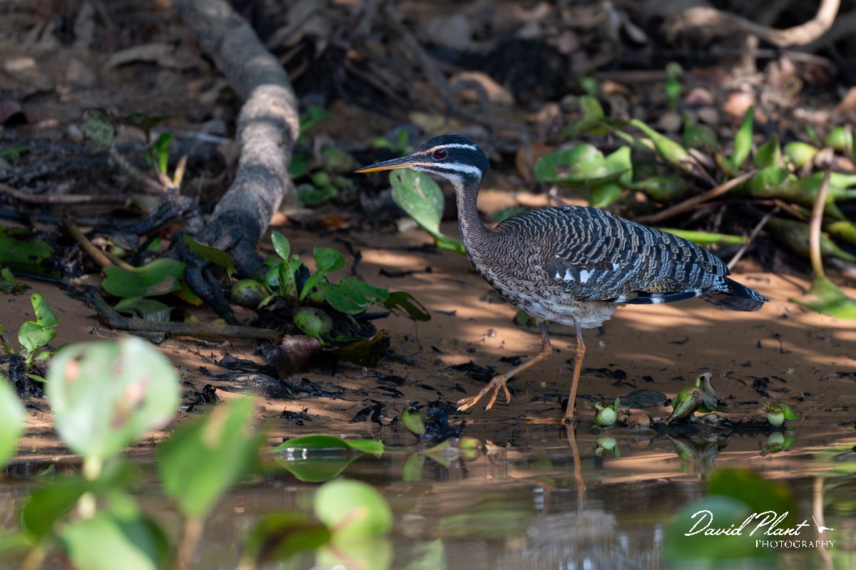 DPPhotography - Pantanal - Sunbittern - H.jpg - Sunbittern - Rio Sararé, Pantanal, Brazil