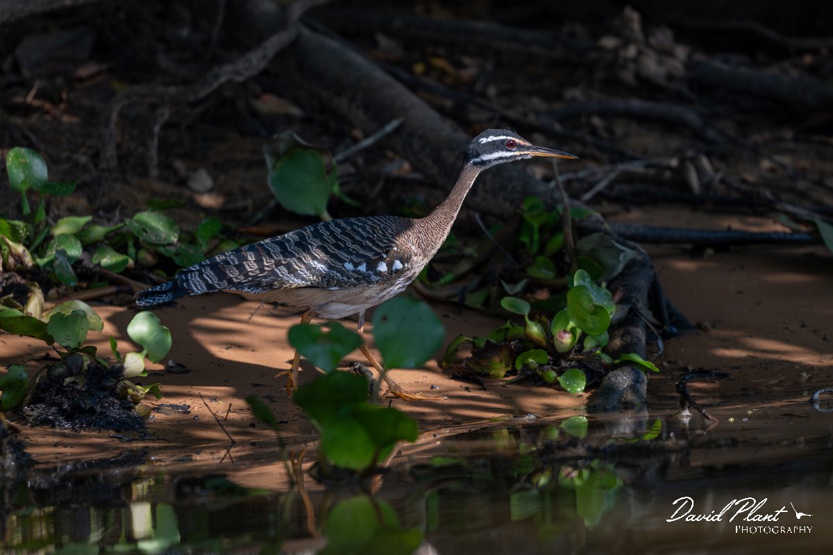 DPPhotography - Pantanal - Sunbittern - I.jpg - Sunbittern - Rio Sararé, Pantanal, Brazil