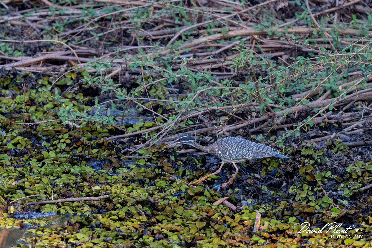 DPPhotography - Pantanal - Sunbittern - K.jpg - Sunbittern - Pantanal, Brazil
