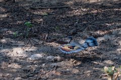DPPhotography - Pantanal - Sunbittern - A