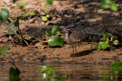 DPPhotography - Pantanal - Sunbittern - B