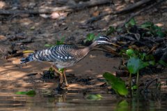 DPPhotography - Pantanal - Sunbittern - C
