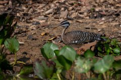 DPPhotography - Pantanal - Sunbittern - D
