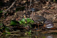 DPPhotography - Pantanal - Sunbittern - E