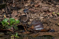 DPPhotography - Pantanal - Sunbittern - F