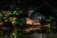 DPPhotography - Pantanal - Sunbittern - G