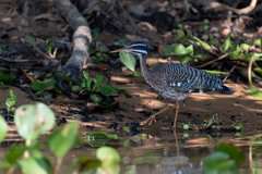 DPPhotography - Pantanal - Sunbittern - H