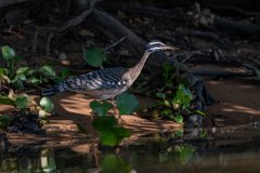 DPPhotography - Pantanal - Sunbittern - I