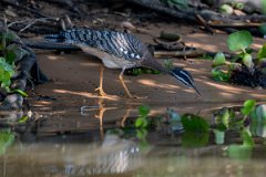 DPPhotography - Pantanal - Sunbittern - J
