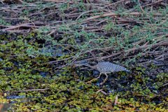 DPPhotography - Pantanal - Sunbittern - K