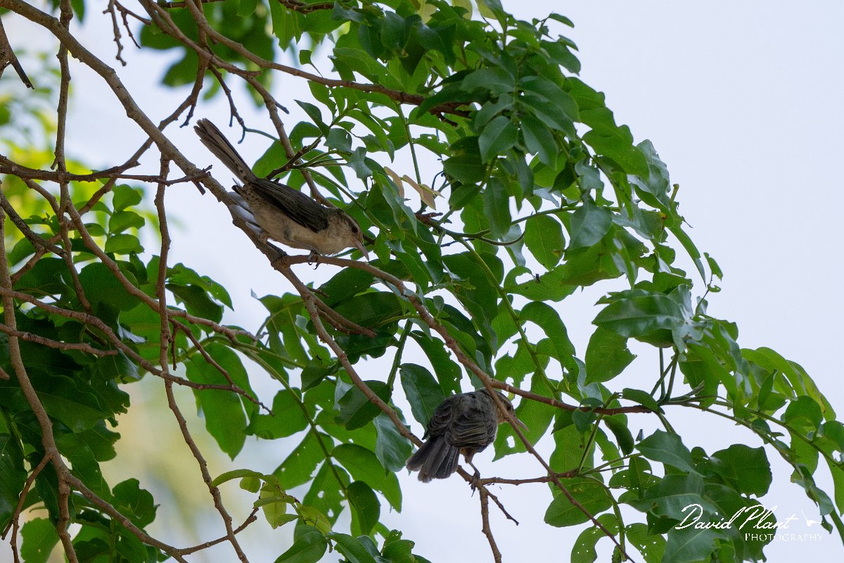 DPPhotography - Pantanal - Thrush-like wren - A.jpg - Thrush-like wren - Pantanal, Brazil