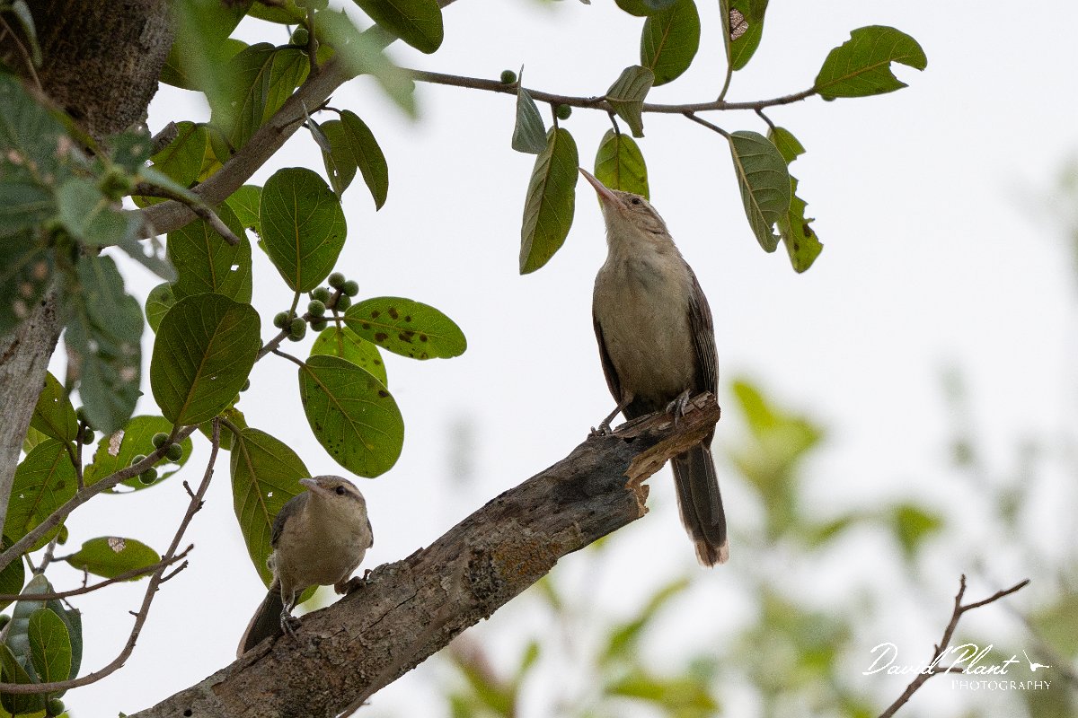 DPPhotography - Pantanal - Thrush-like wren - B.jpg - Thrush-like wren - Pantanal, Brazil