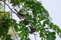 DPPhotography - Pantanal - Thrush-like wren - A