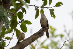 DPPhotography - Pantanal - Thrush-like wren - B