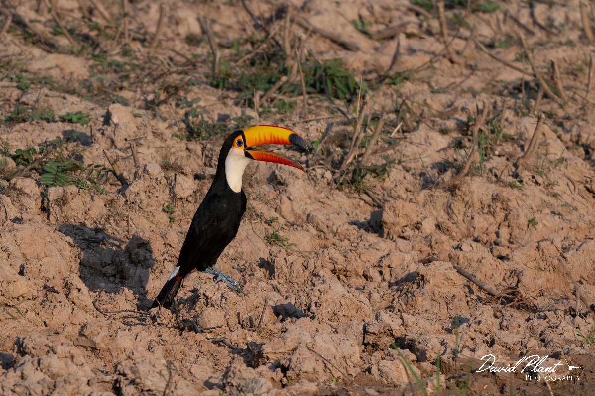 DPPhotography - Pantanal - Toco toucan - A.jpg - Toco toucan - Pantanal, Brazil
