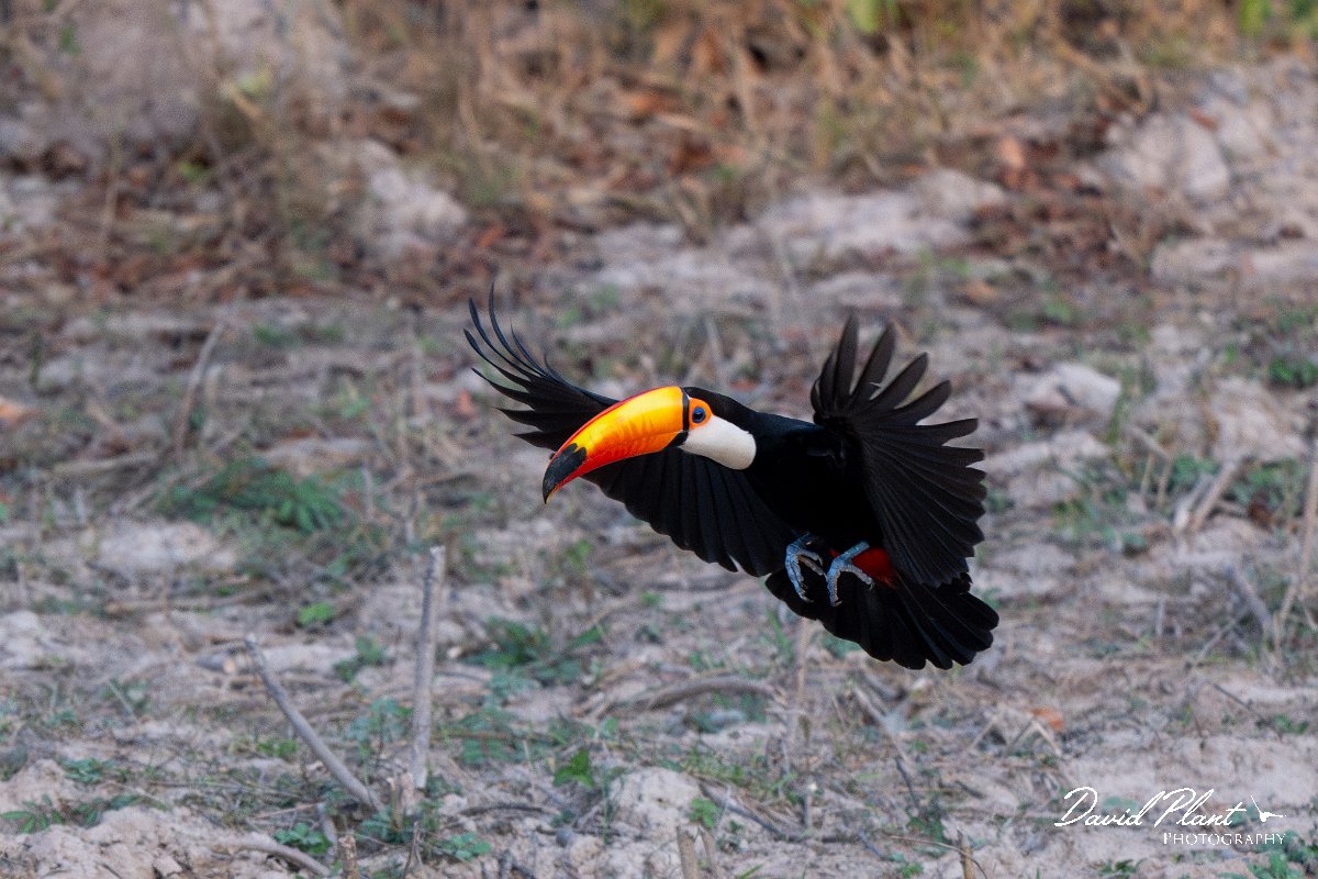 DPPhotography - Pantanal - Toco toucan - C.jpg - Toco toucan - Pantanal, Brazil