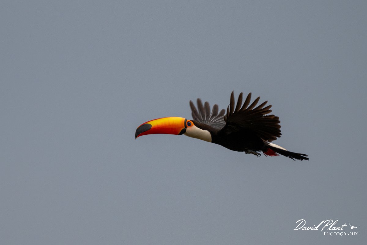 DPPhotography - Pantanal - Toco toucan - D.jpg - Toco toucan - Pantanal, Brazil
