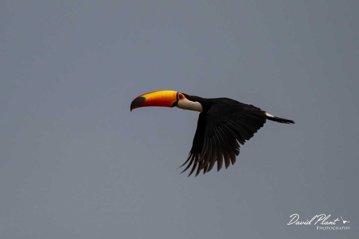 DPPhotography - Pantanal - Toco toucan - E.jpg - Toco toucan - Pantanal, Brazil