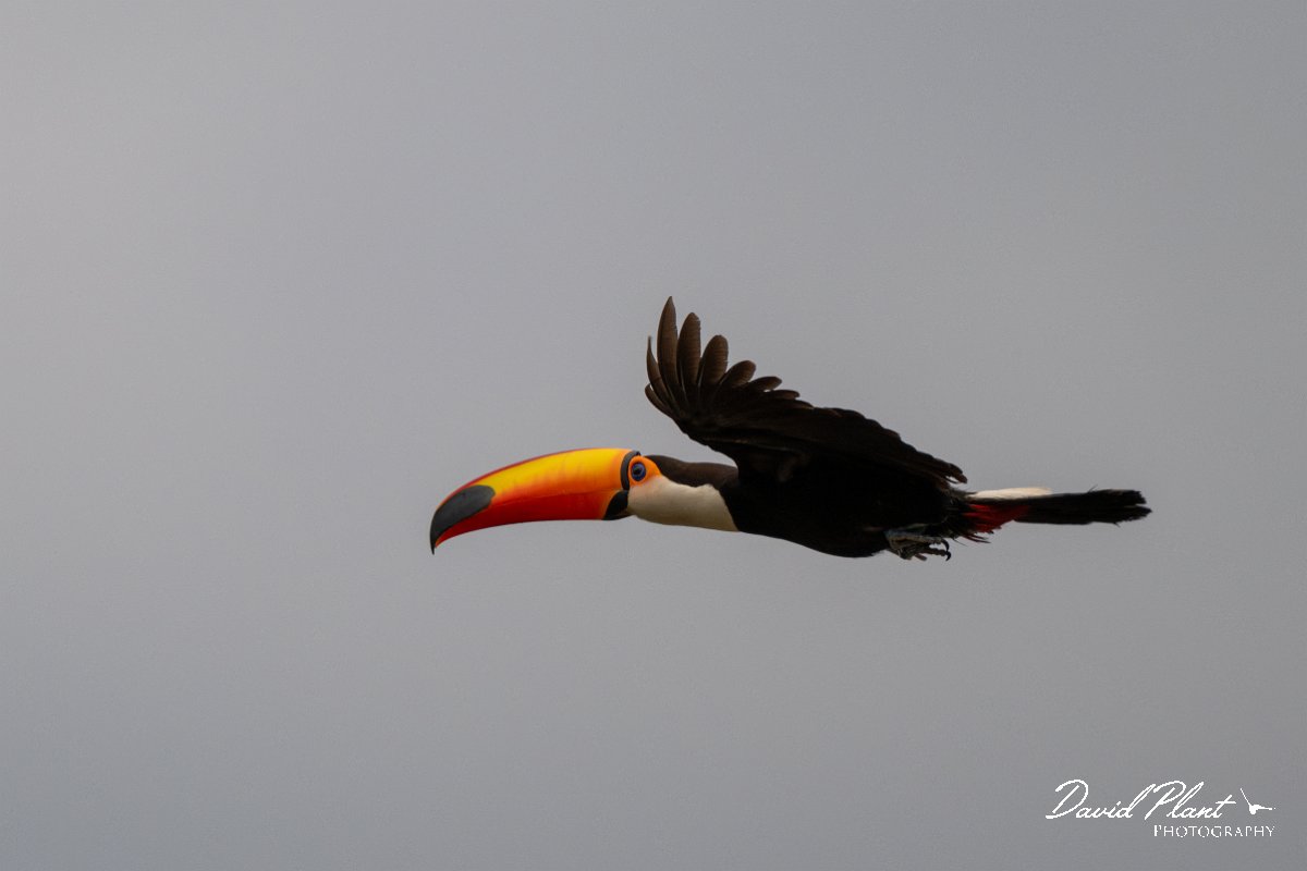 DPPhotography - Pantanal - Toco toucan - F.jpg - Toco toucan - Pantanal, Brazil