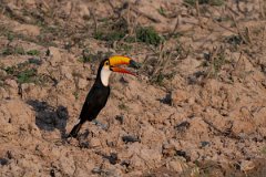 DPPhotography - Pantanal - Toco toucan - A
