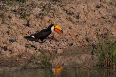 DPPhotography - Pantanal - Toco toucan - B