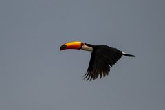 DPPhotography - Pantanal - Toco toucan - E