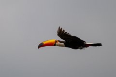 DPPhotography - Pantanal - Toco toucan - F