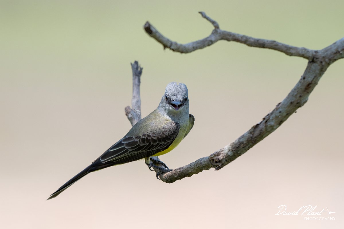 DPPhotography - Pantanal - Tropical kingbird - B.jpg - Tropical kingbird - Pantanal, Brazil