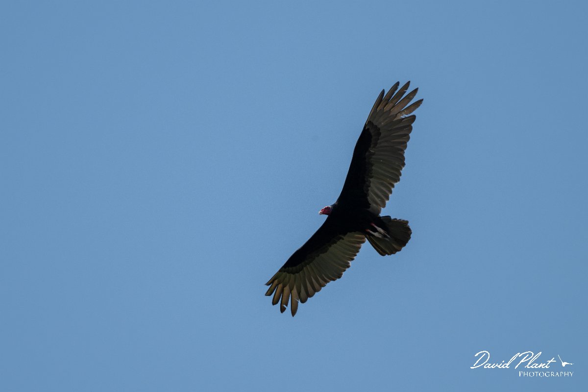 DPPhotography - Pantanal - Turkey vulture - A.jpg - Turkey vulture - Pantanal, Brazil