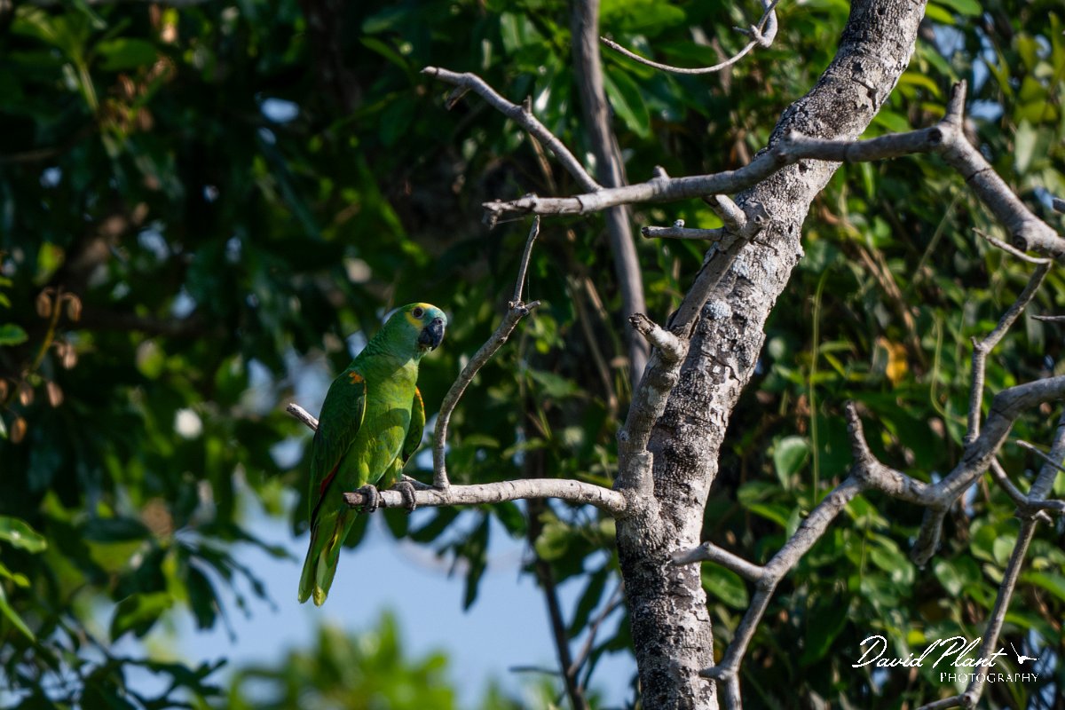DPPhotography - Pantanal - Turquoise-frongted parrot - A.jpg - Turquoise-fronted parrot - Pantanal, Brazil