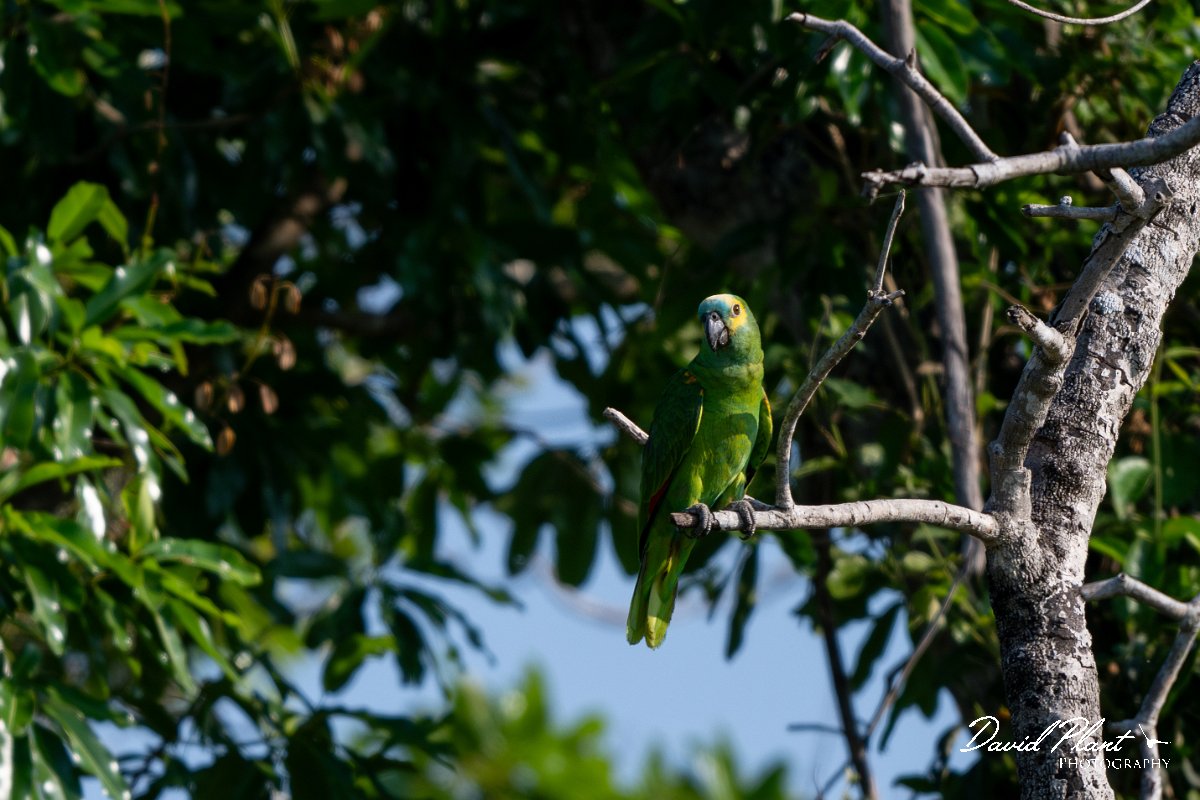 DPPhotography - Pantanal - Turquoise-frongted parrot - B.jpg - Turquoise-fronted parrot - Pantanal, Brazil