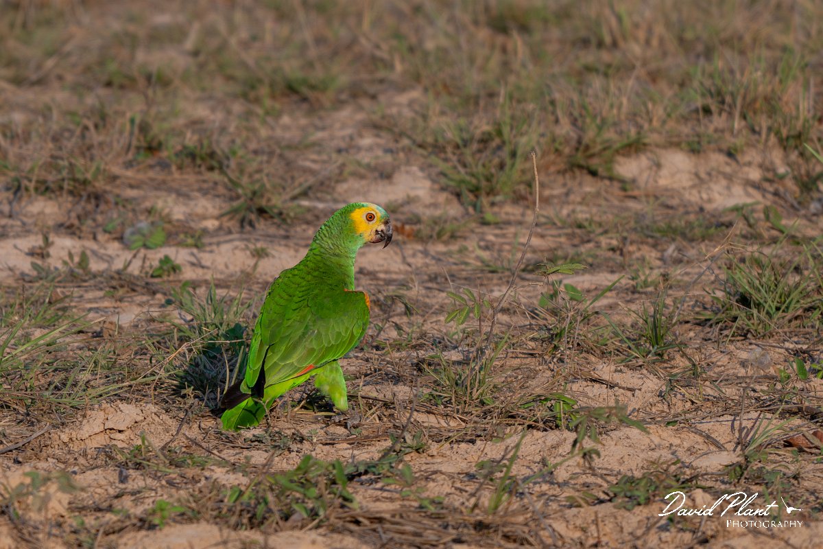 DPPhotography - Pantanal - Turquoise-frongted parrot - C.jpg - Turquoise-fronted parrot - Pantanal, Brazil