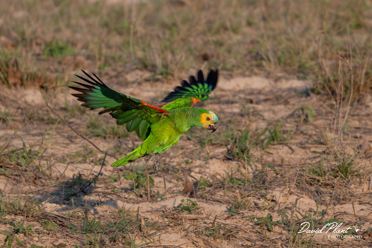 DPPhotography - Pantanal - Turquoise-frongted parrot - D.jpg - Turquoise-fronted parrot - Pantanal, Brazil
