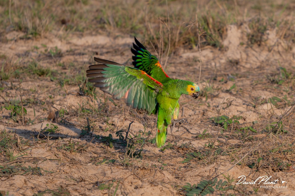 DPPhotography - Pantanal - Turquoise-frongted parrot - E.jpg - Turquoise-fronted parrot - Pantanal, Brazil