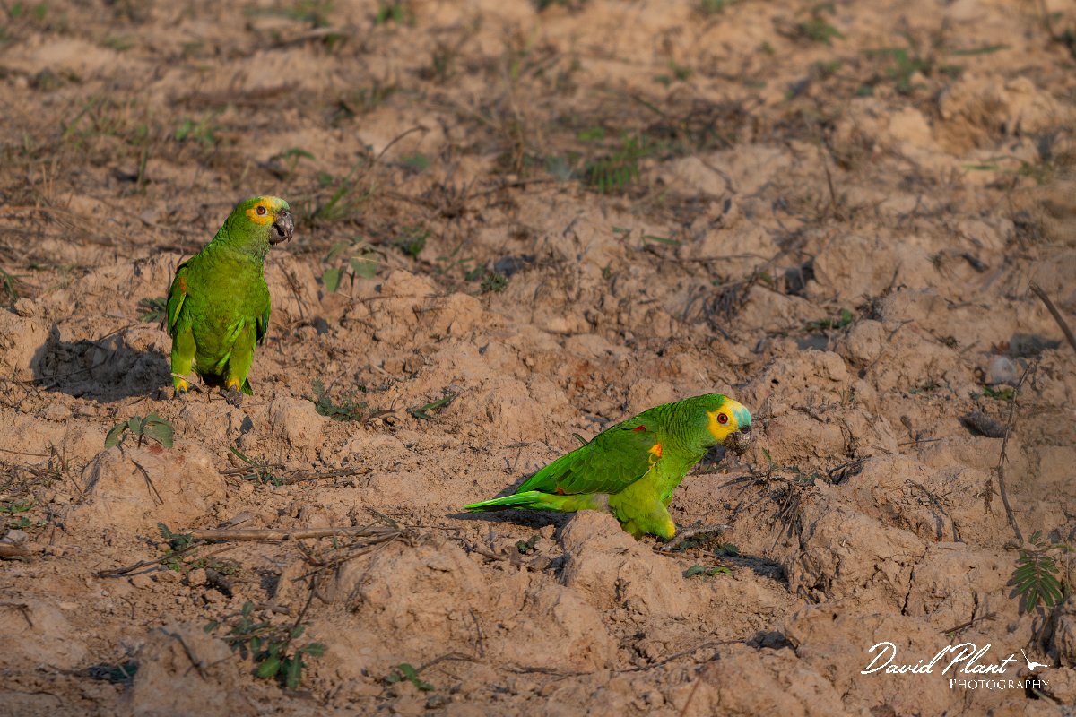 DPPhotography - Pantanal - Turquoise-frongted parrot - F.jpg - Turquoise-fronted parrot - Pantanal, Brazil