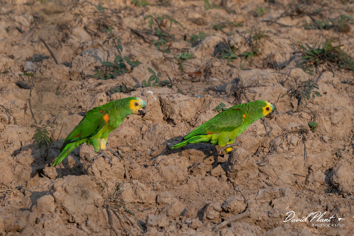 DPPhotography - Pantanal - Turquoise-frongted parrot - G.jpg - Turquoise-fronted parrot - Pantanal, Brazil