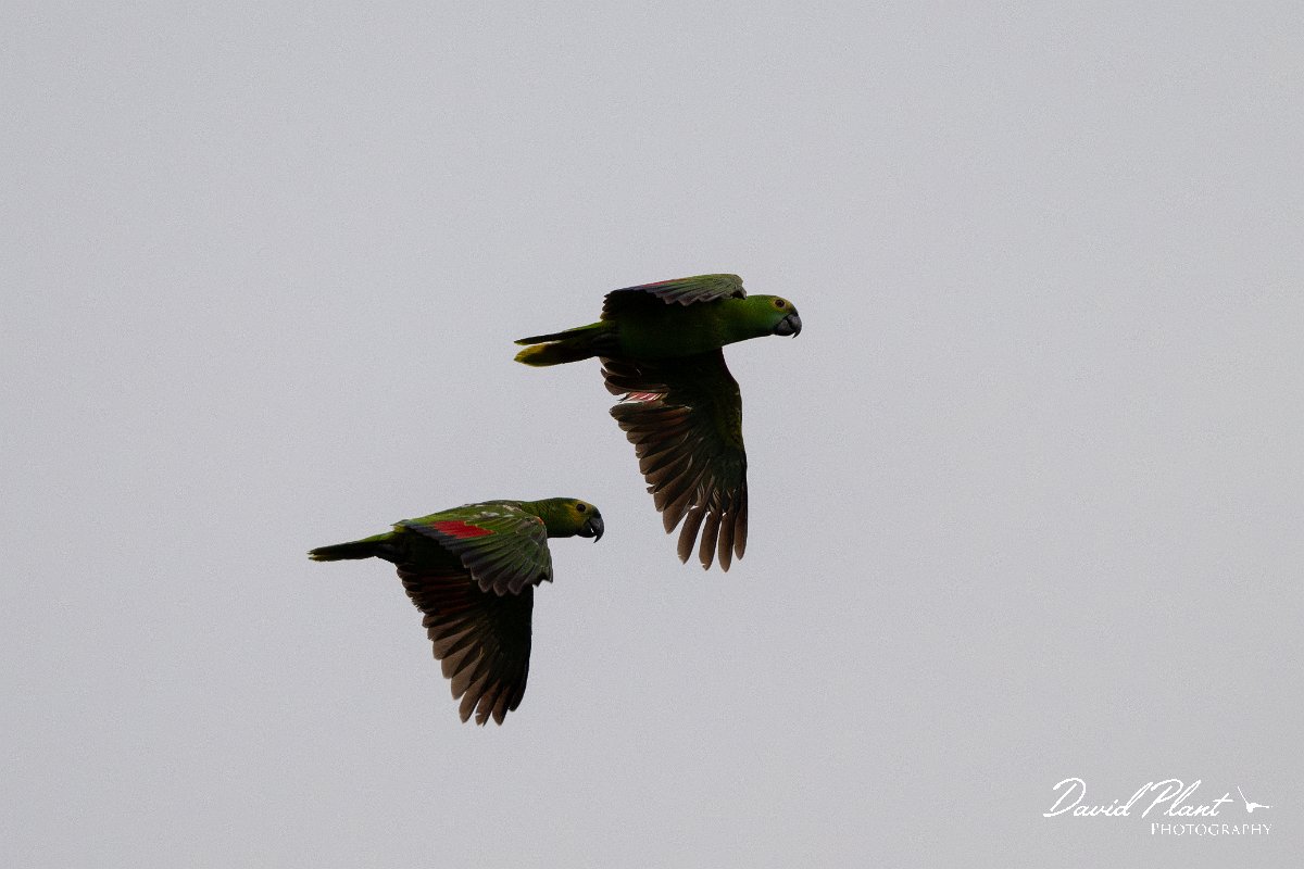 DPPhotography - Pantanal - Turquoise-frongted parrot - H.jpg - Turquoise-fronted parrot - Pantanal, Brazil