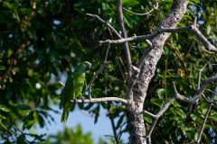 DPPhotography - Pantanal - Turquoise-frongted parrot - A