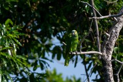 DPPhotography - Pantanal - Turquoise-frongted parrot - B