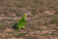 DPPhotography - Pantanal - Turquoise-frongted parrot - C
