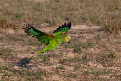 DPPhotography - Pantanal - Turquoise-frongted parrot - D