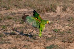 DPPhotography - Pantanal - Turquoise-frongted parrot - E