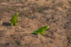 DPPhotography - Pantanal - Turquoise-frongted parrot - F