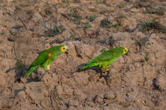 DPPhotography - Pantanal - Turquoise-frongted parrot - G