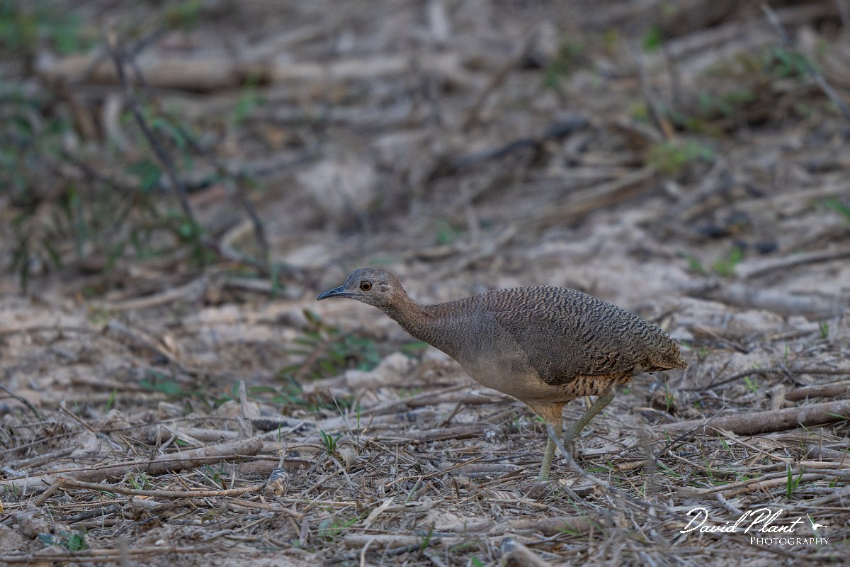 DPPhotography - Pantanal - Undulated tinamou - A.jpg - Undulated tinamou - Pantanal, Brazil