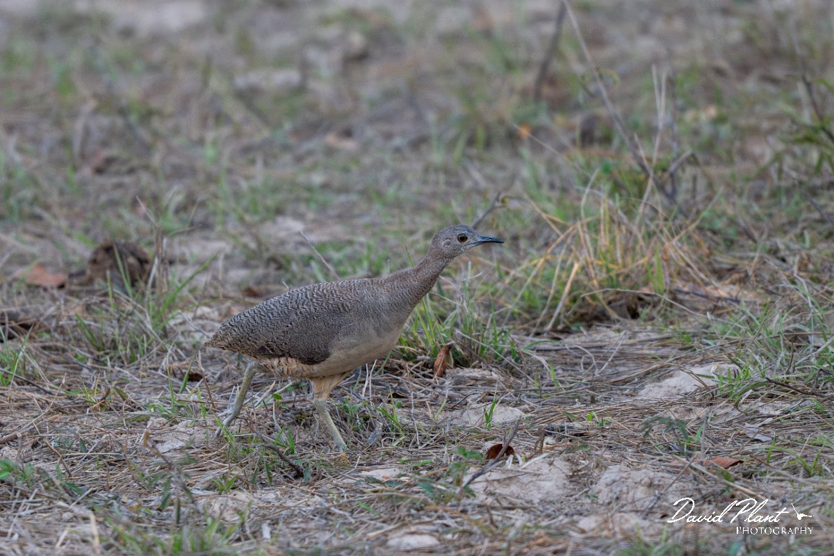 DPPhotography - Pantanal - Undulated tinamou - B.jpg - Undulated tinamou - Pantanal, Brazil