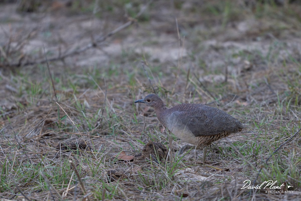 DPPhotography - Pantanal - Undulated tinamou - C.jpg - Undulated tinamou - Pantanal, Brazil