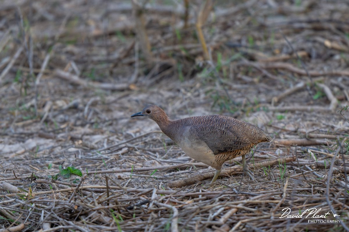 DPPhotography - Pantanal - Undulated tinamou - D.jpg - Undulated tinamou - Pantanal, Brazil
